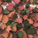 Scattered Fall Leaves Stencil Design - SVG FILE ONLY